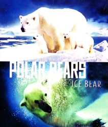 Polar Bears: Ice Bear