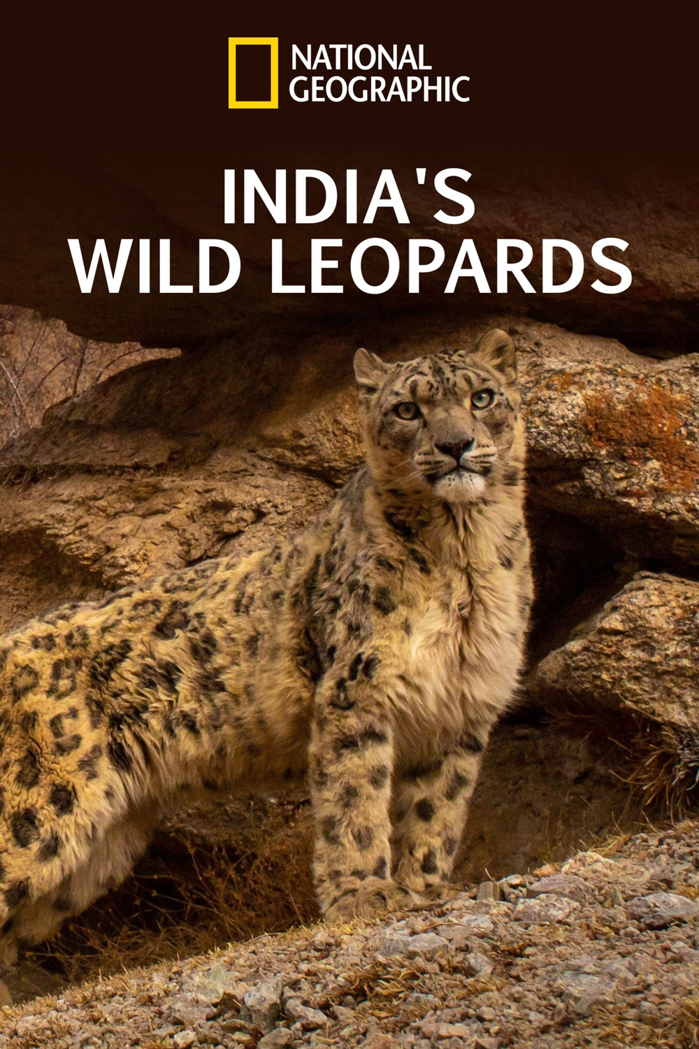 India's Wild Leopards (2020) เสือดาวป่าแห่งอินเดีย