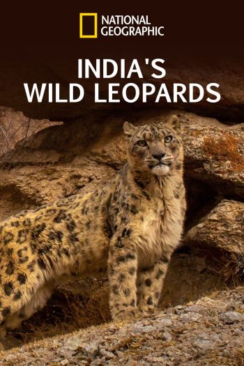 India's Wild Leopards (2020) เสือดาวป่าแห่งอินเดีย