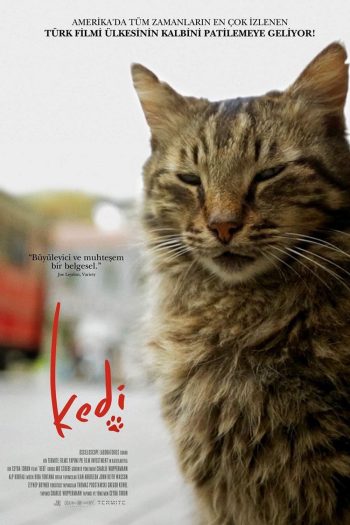 Kedi เมืองแมว (2016) สารคดีแมวเมืองอิสตัลบูล ทาสแมวต้องไม่พลาด!!