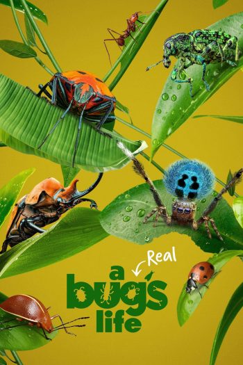 A Real Bug's Life Season 1 (2024) 5 ตอน
