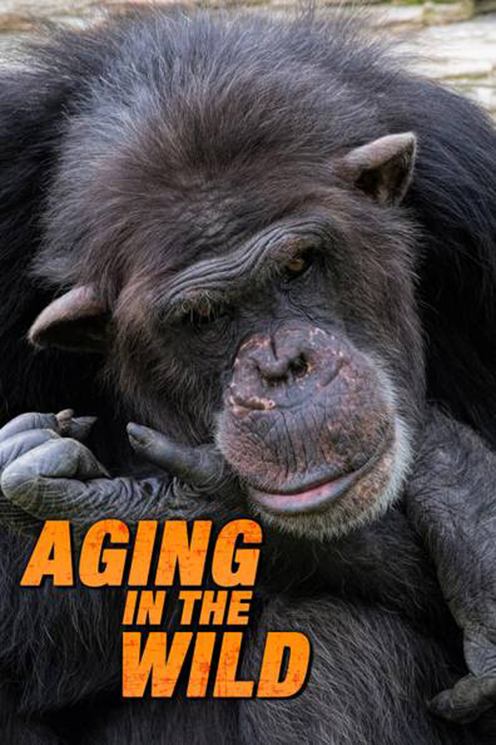 Aging in the Wild (2017) ช่วงชีวิตในป่าใหญ่ (5 ตอน)