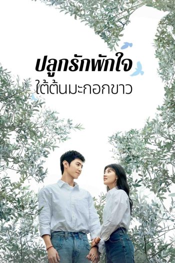 The White Olive Tree ปลูกรักพักใจ ใต้ต้นมะกอกขาว (2025) 38 ตอนจบ