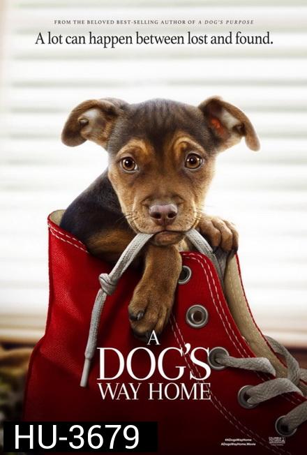 A Dog's Way Home (2019)  เพื่อนรักผจญภัยสี่ร้อยไมล์