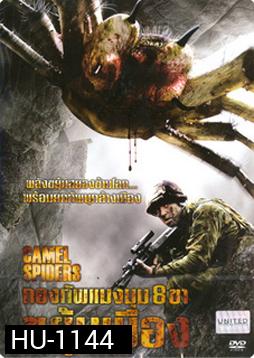 Camel Spiders กองทัพแมงมุม 8 ขาขยุ้มเมือง